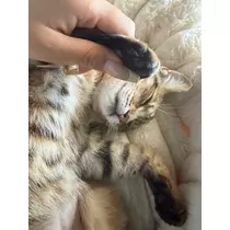 のぞみ