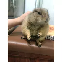 あやか