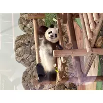 あい