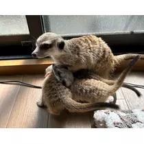 くるみ