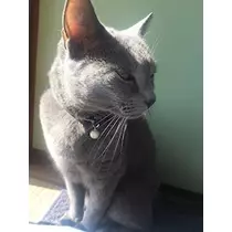 さくら