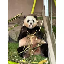 あい