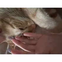 あおい