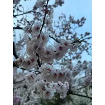 七星 ゆめ