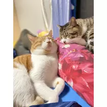 ほのか