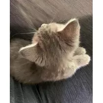七星 舞冬