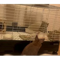 セナ