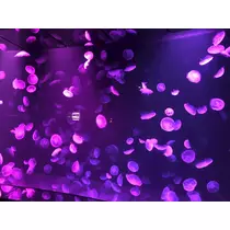 リョウカ