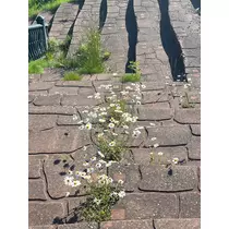 緑 四葉