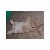 蓮見 リア
