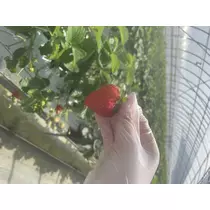 立花 咲
