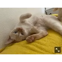 足立 はな