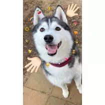 せら