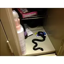 コウ