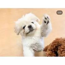 涼風 あき