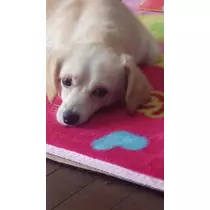 立花 咲