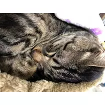 愛羽 仁美