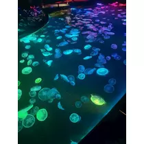 宇都宮 もえ