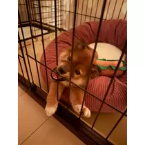 せら