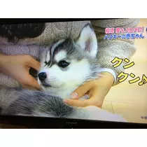 蓮