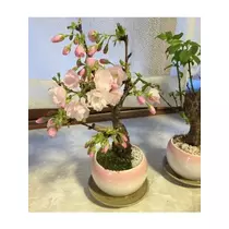 さきこ