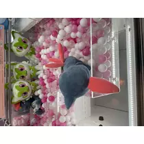 あみ