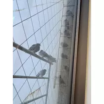 華宮 りりあ