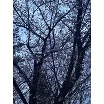 あすな