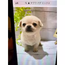 さくら