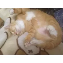 トモミ