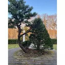 緑 四葉