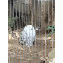 らん