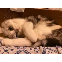 足立 はな