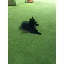 愛羽 仁美