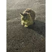 はち