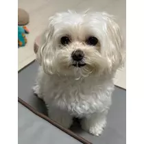 ゆきの