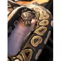 さくら