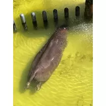 あいり