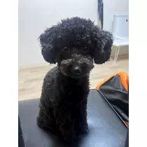 天乃 りさ