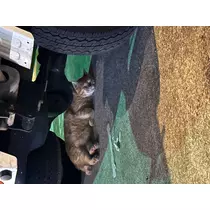 かえで