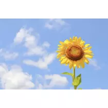 かおり