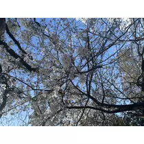 ミサキ