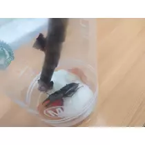 のはら かすみ