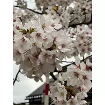 かおり