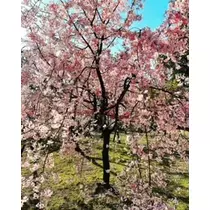 ゆかり