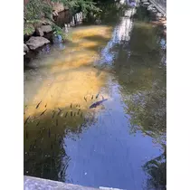 神崎 蘭