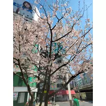 ゆきの