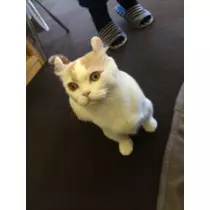 のあ