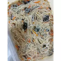 椿 凜音
