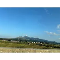 椿